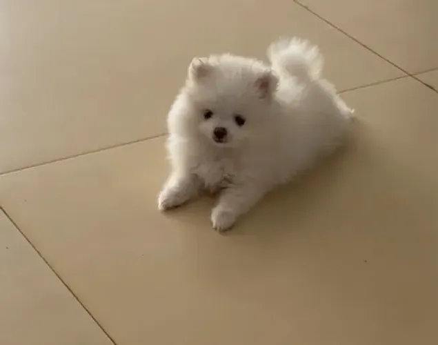 Filhote fêmea de Spitz Alemão