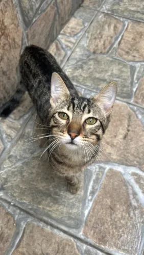 Doação de gato de raça
