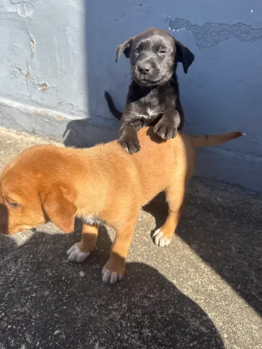 Cachorrinho