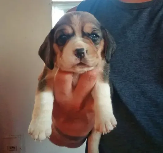 Beagles maravilhosos a pronta entrega