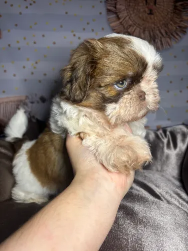 Filhote de shih tzu fêmea fígado
