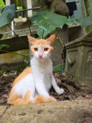 Gatas castradas para doacao