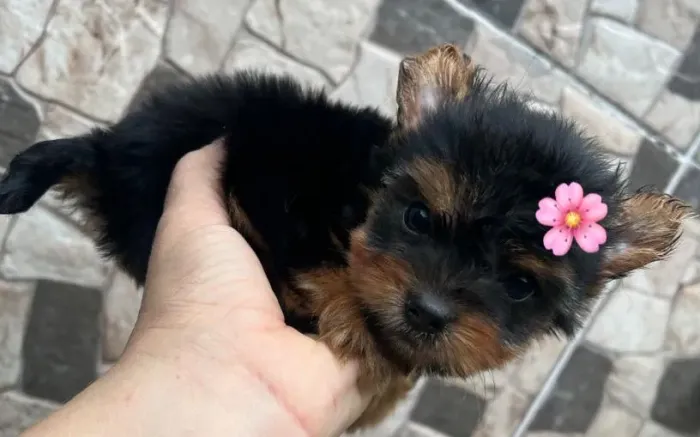 yorkshire terrier