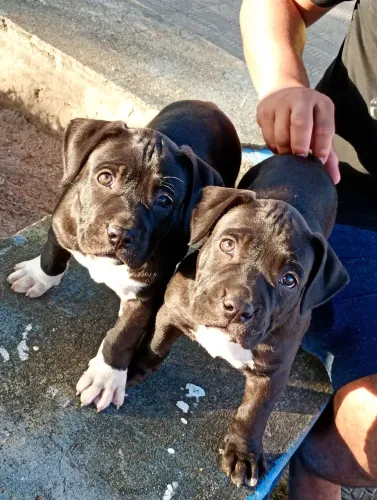 Pit Monsters