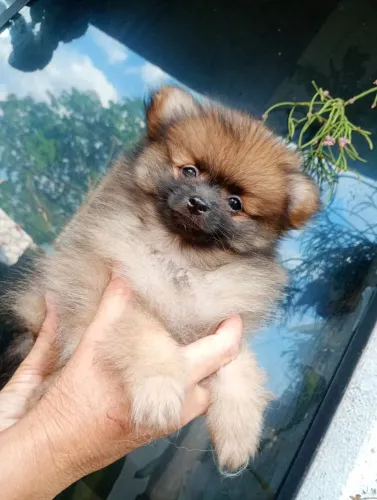 Lulu da Pomerânia, fêmea disponível 