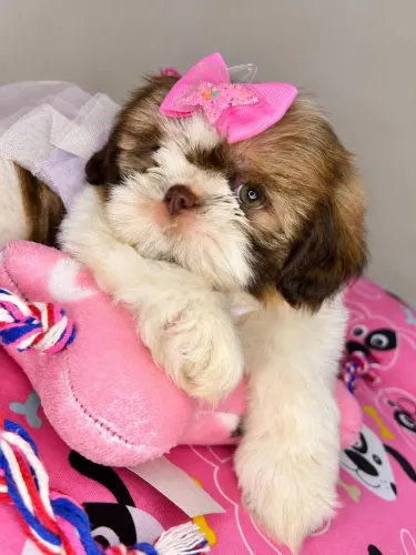 Shih tzu femea filhote