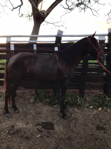 Vendo Eguinha Preta de Picado 