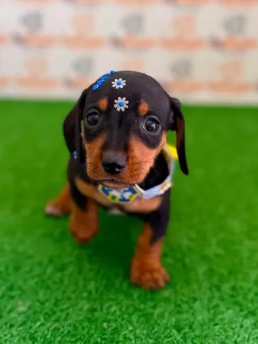 Cachorro