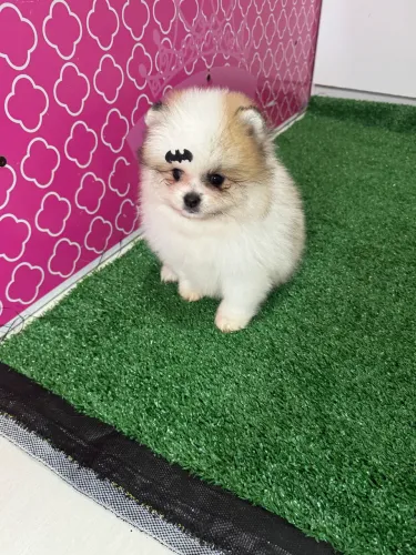 Filhote de Lulu da Pomerania anao