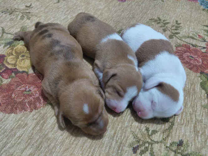 Lindos filhotes de Dachshund Alerquin