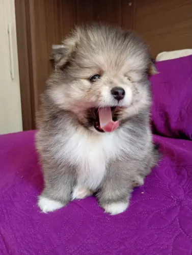 Vendo fêmea Spitz alemão 2 meses