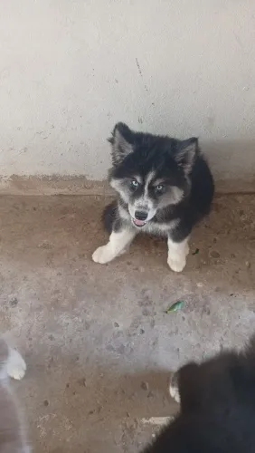 Vendo Husky Siberiano