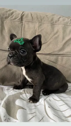 Bulldog Francês 