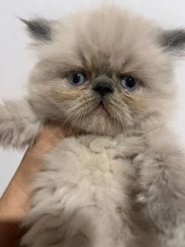 Para amantes de Gato¿