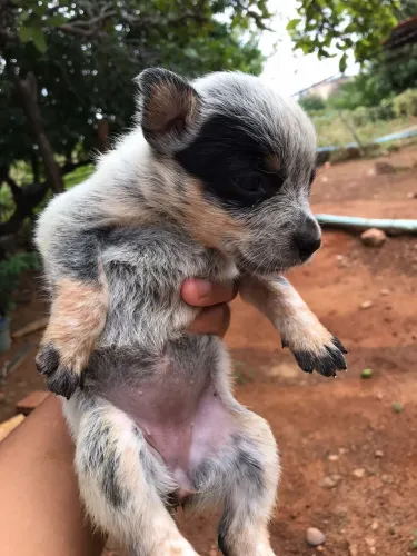 Cachorro
