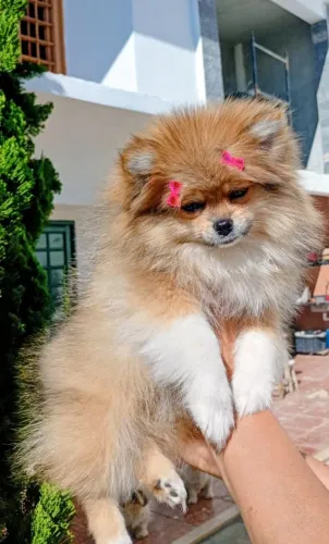 Spitz alemão mini puppy 