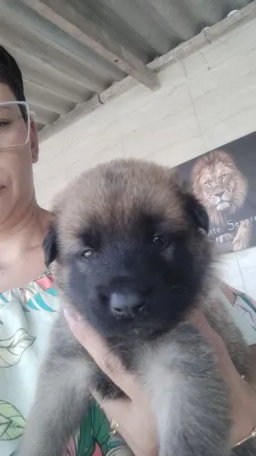 Filhote Pastor Alemão e Pastor Belga Malinois (Macho Disponível)