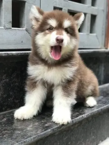 Husck Siberiano filhotes lindos venha encontrar o seu filhote 