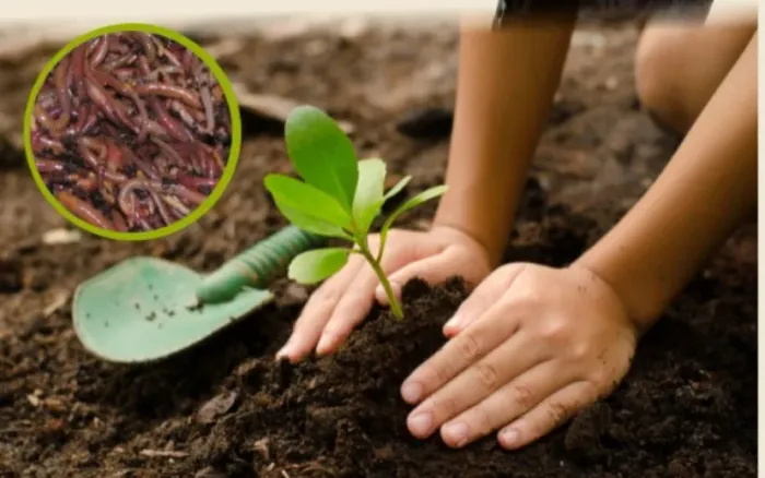 VENDO MINHOCAS CALIFORNIANAS PARA SUA COMPOSTEIRA DOMÉSTICA 100 UNIDADES R$60,00