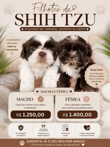 Lindos filhotes de Shih Tzu fêmea e macho