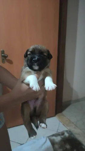 Doação de filhotes mestiços