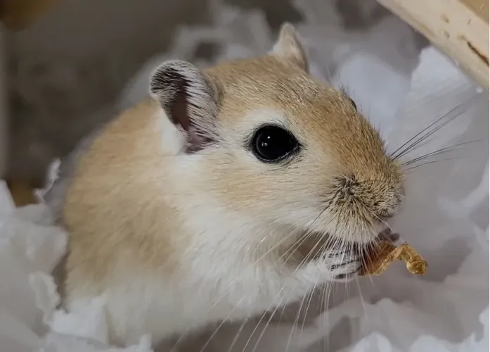 Trio de Gerbil Machos