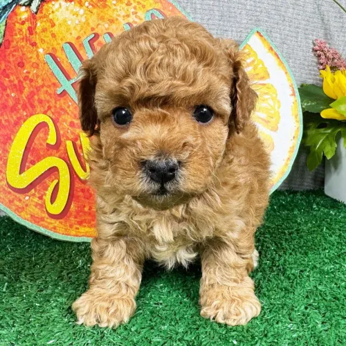 Poodle Toy Red Macho | Filhotes liberados para entrega, Chama no WhatsApp.