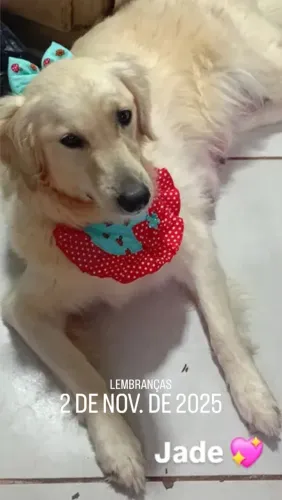 Golden Retriever Femea