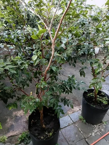 Mudas de jabuticaba 