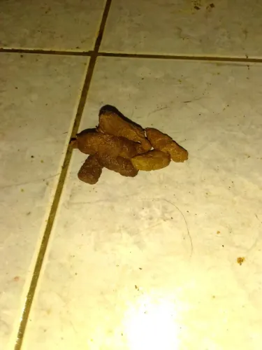 Cocô de gato espanta rato 