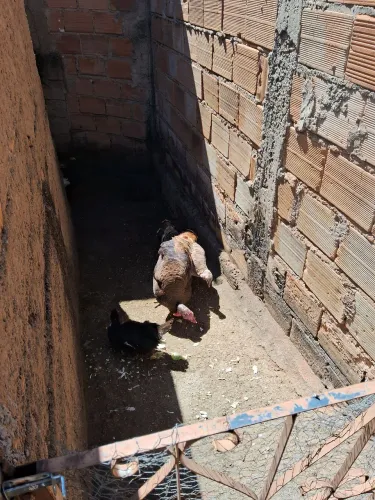 Vendo casal de peru.