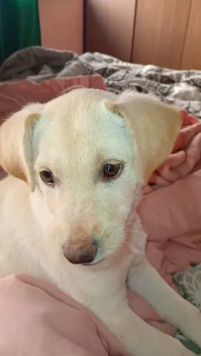 Doação conciente/filhote fêmea labrador