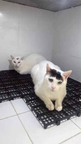Doa se gatos 