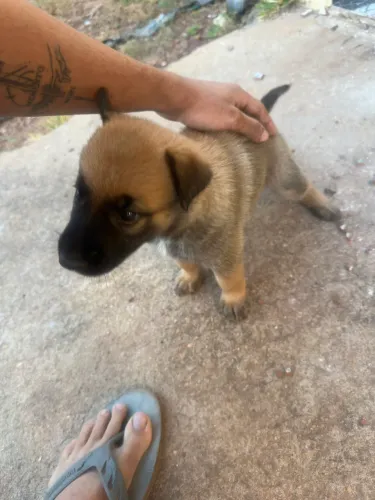 Filhotes de pastor alemão 