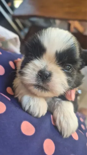 Filhote cachorro shiatsu puro micro macho 
