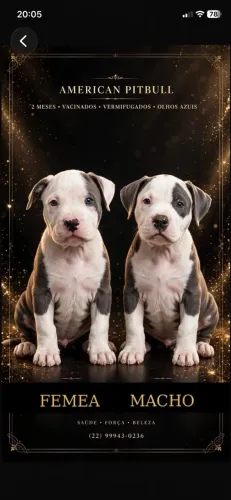 American pitbull