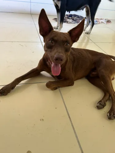 Cachorro macho pra adoção responsável 