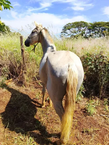 Vendo égua mangalarga, com potra