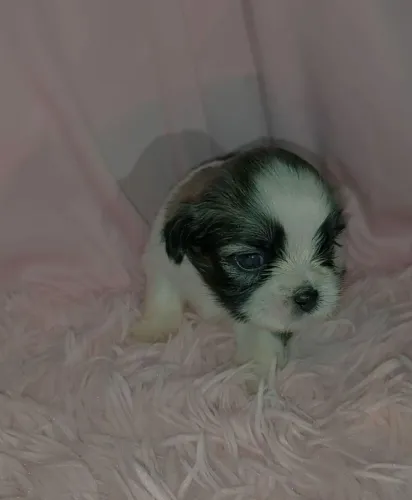 Cachorro