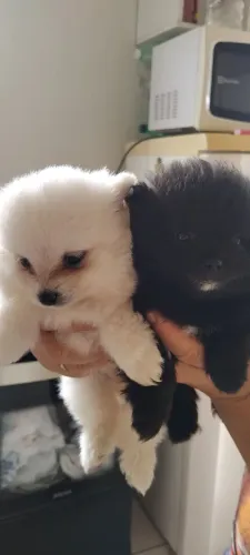 Lulu da pomerânia 