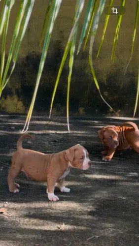 American Bully Exótic