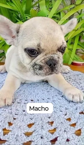 Vendo Bulldog francês macho 