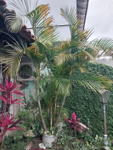 Areca bambo