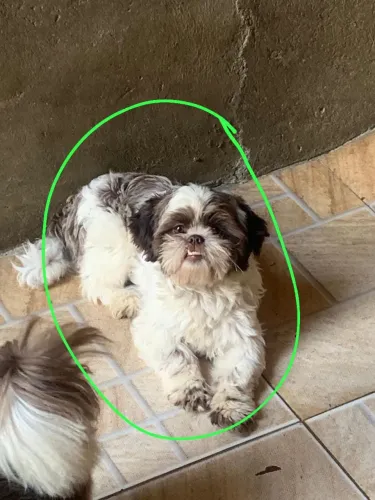 Fêmea de shi tzu 
