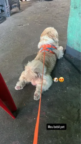 Quero arranjar uma namorada pro meu cachorro de raça shitszu