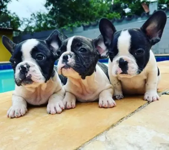 Bulldog Francês : Disponíveis Puros