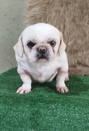 Shitzu adulta