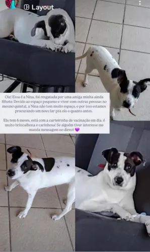 Doação Cachorrinha Nina
