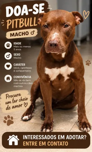 Doa se Pitbull Macho