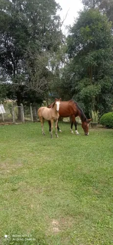 Égua prenha de manga larga marchador.